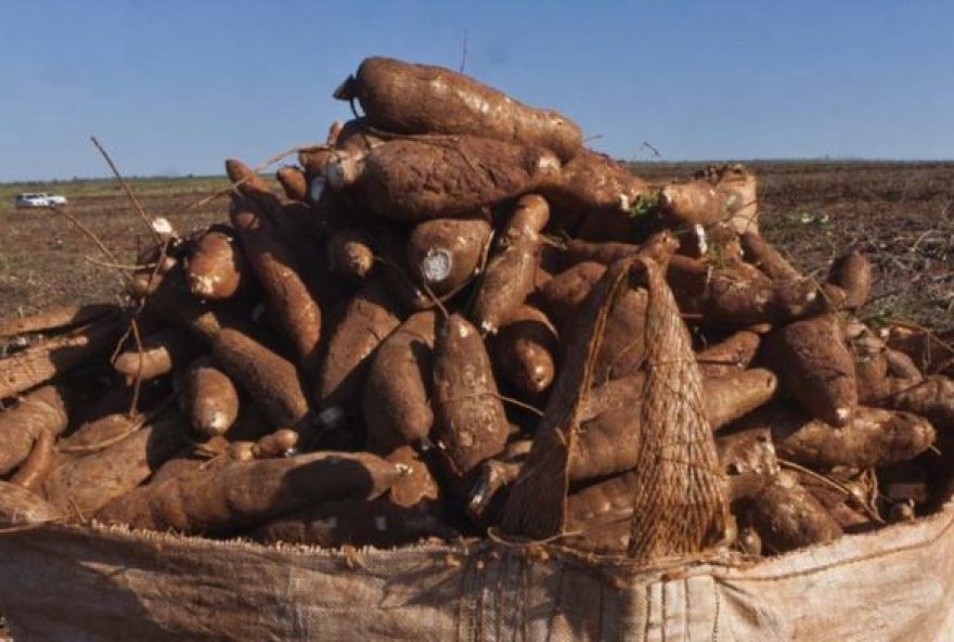 Em países como Tailândia e China, a produção de etanol a partir da mandioca já é uma realidade.(Foto: Sistema Faep)