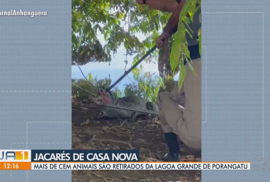 manejo-de-jacares-em-porangatu3A-mais-de-100-animais-sao-retirados-da-lagoa-grande-para-preservacao-e-seguranca-da-area manejo-de-jacares-em-porangatu3A-mais-de-100-animais-sao-retirados-da-lagoa-grande-para-preservacao-e-seguranca-da-area