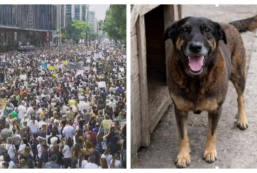 manifestantes-exigem-justica-para-cao-orelha-em-ato-na-avenida-paulista manifestantes-exigem-justica-para-cao-orelha-em-ato-na-avenida-paulista