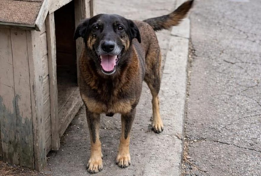 manifestantes-pedem-justica-por-cao-orelha-em-porto-alegre3A-ato-contra-maus-tratos manifestantes-pedem-justica-por-cao-orelha-em-porto-alegre3A-ato-contra-maus-tratos