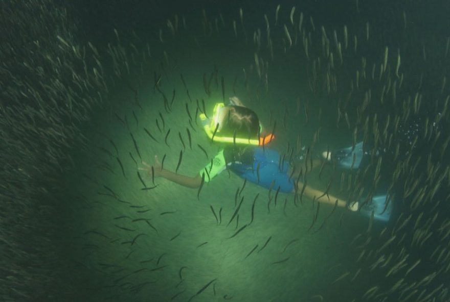 manjubinhas-no-rio3A-cardumes-escuros-sao-sinal-de-mar-saudavel manjubinhas-no-rio3A-cardumes-escuros-sao-sinal-de-mar-saudavel