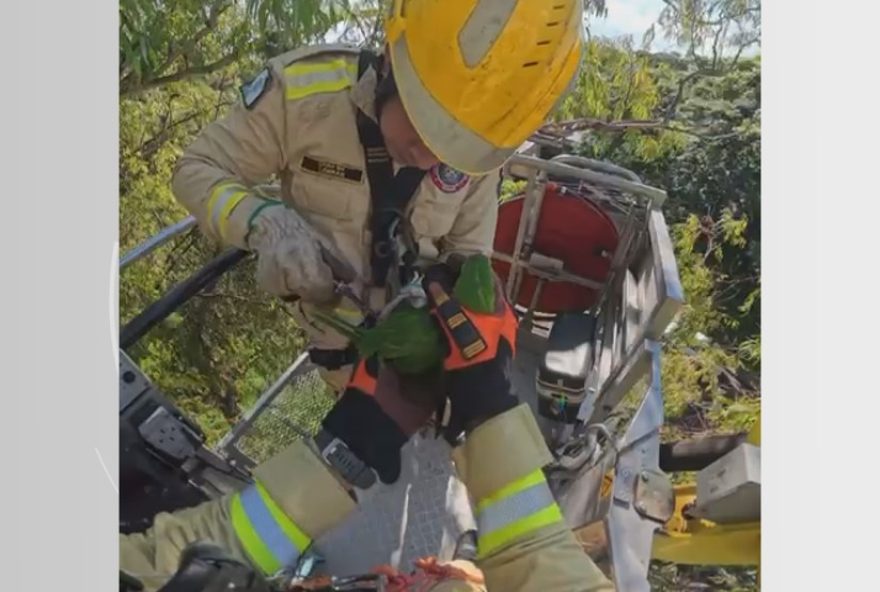 maritaca-resgatada-em-arvore-apos-ficar-presa-em-linha-de-pipa-em-maringa maritaca-resgatada-em-arvore-apos-ficar-presa-em-linha-de-pipa-em-maringa