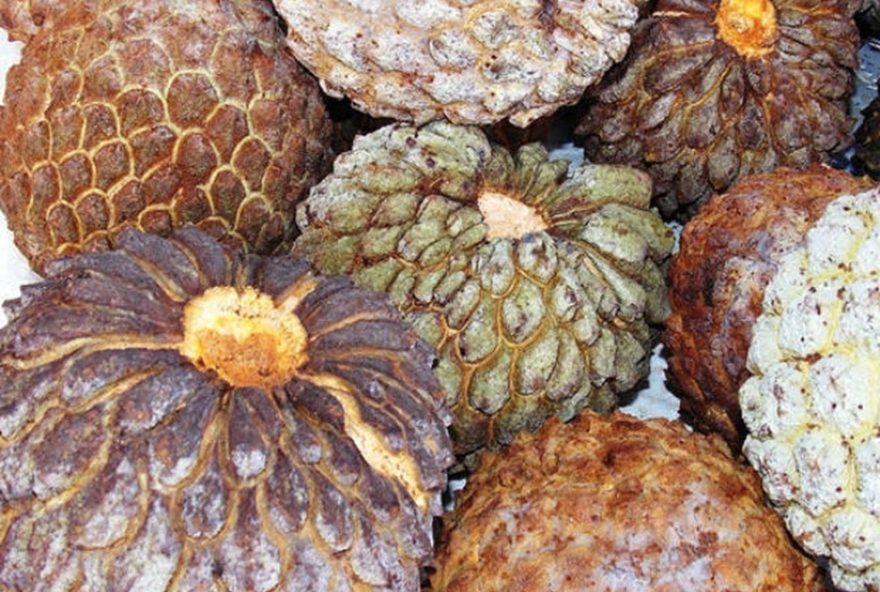 marolo3A-a-fruta-simbolo-do-cerrado-e-sua-importancia-cultural-e-nutricional marolo3A-a-fruta-simbolo-do-cerrado-e-sua-importancia-cultural-e-nutricional