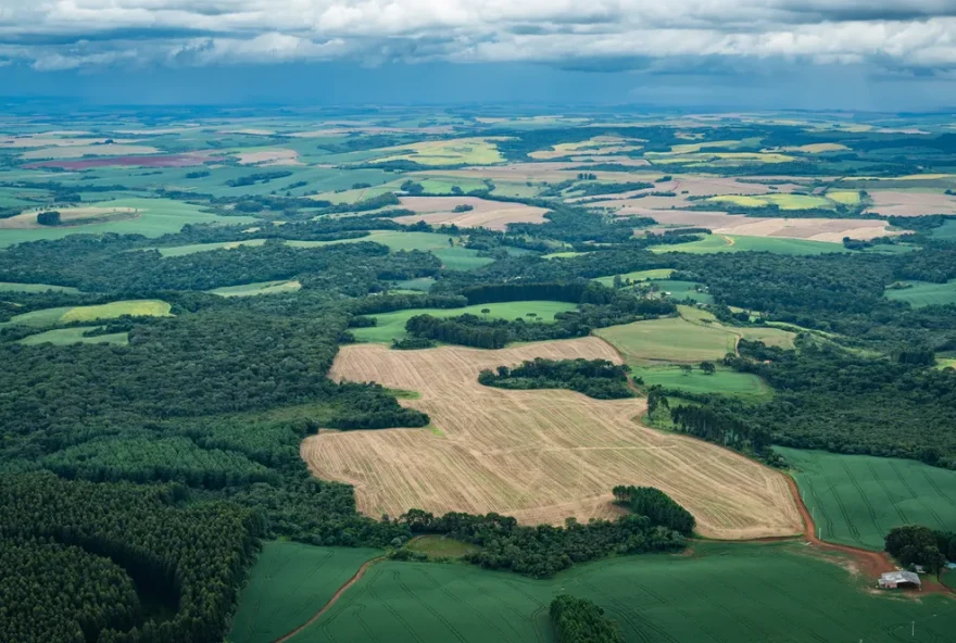 Área de desmatamento da Mata Atlântica no Paraná
(Foto: Reprodução/ SOS MATA ATLÂNTICA)