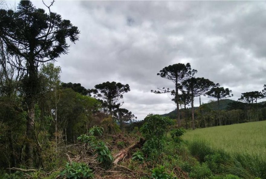 Ações ambientais ajudam na recuperação de 254 hectares de florestas