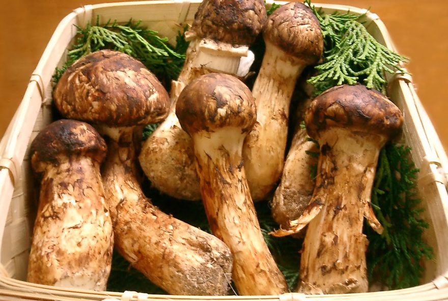 mattake_ou_cogumelos_matsutake