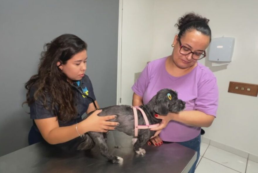 mau-halito-em-caes3A-saiba-quais-doencas-ele-pode-indicar mau-halito-em-caes3A-saiba-quais-doencas-ele-pode-indicar