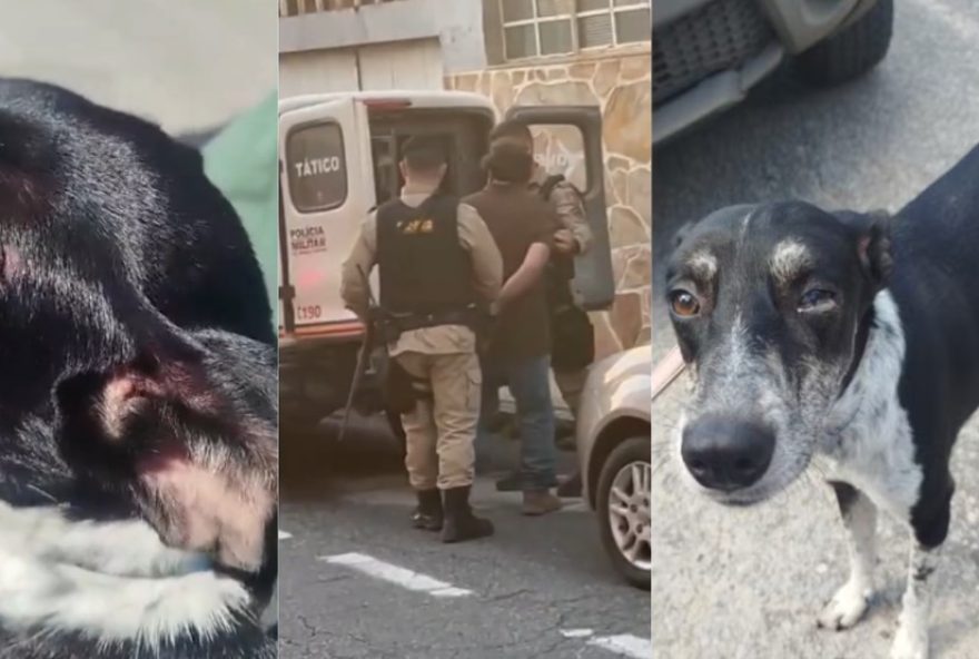 maus-tratos-a-animais-disparam-em-minas-gerais3A-aumento-de-5025-em-2026 maus-tratos-a-animais-disparam-em-minas-gerais3A-aumento-de-5025-em-2026