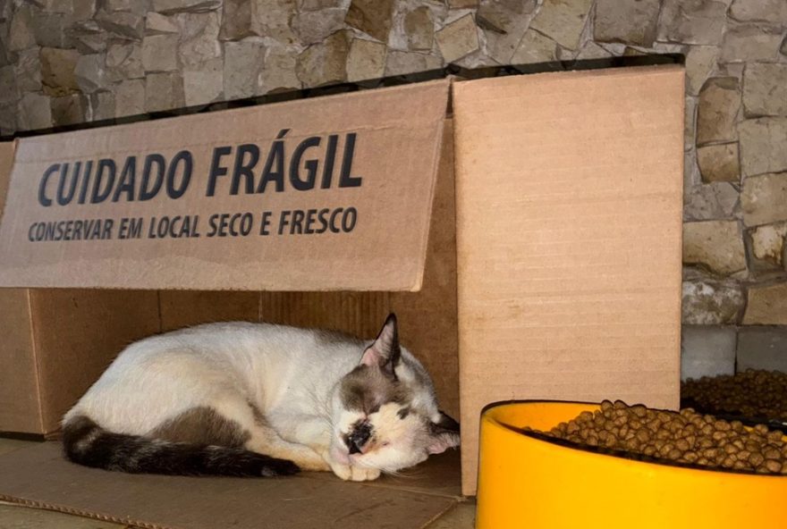 maus-tratos-contra-gatos-em-belem3A-animais-vitimas-apos-morte-de-tutora maus-tratos-contra-gatos-em-belem3A-animais-vitimas-apos-morte-de-tutora