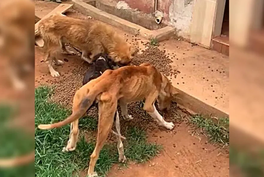 Câmara de Goiânia aprova projeto que endurece penas para maus-tratos a animais