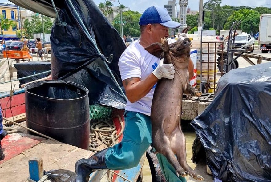 maus-tratos-em-embarcacao3A-animais-resgatados-em-belem maus-tratos-em-embarcacao3A-animais-resgatados-em-belem