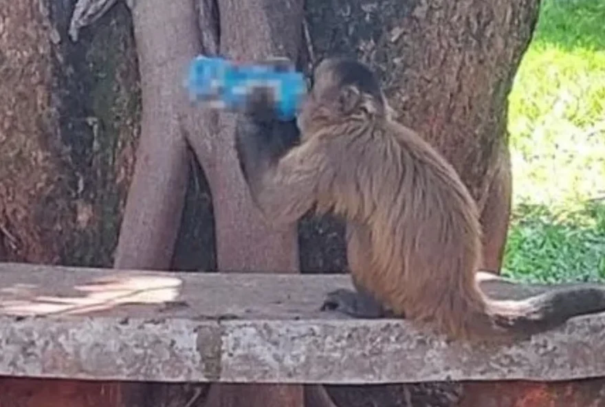 Flagrante foi fotografado por uma estudante da universidade, que admitiu não ter dado a bebida para o animal. (Foto: Reprodução/Redes Sociais)