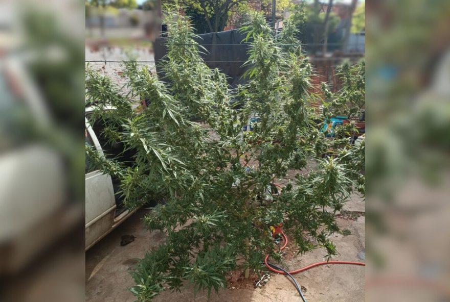 mecanico-preso-com-pe-de-maconha-gigante-e-municoes-em-presidente-prudente3A-entenda-o-caso