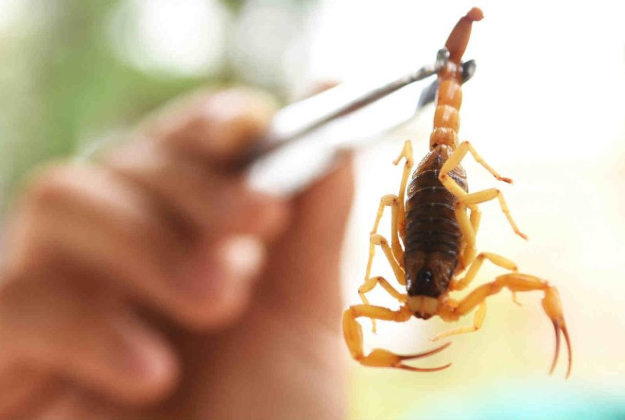 medica-e-indiciada-por-homicidio-apos-morte-de-crianca-por-picada-de-escorpiao-em-mg