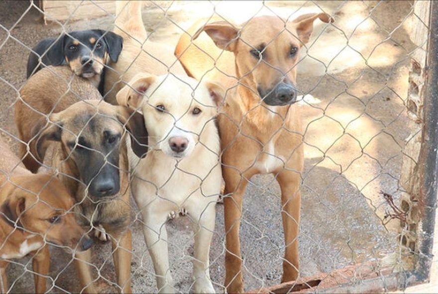 mega-evento-de-adocao-de-animais-em-itapeva-sp3A-incentivo-a-adocao-responsavel mega-evento-de-adocao-de-animais-em-itapeva-sp3A-incentivo-a-adocao-responsavel