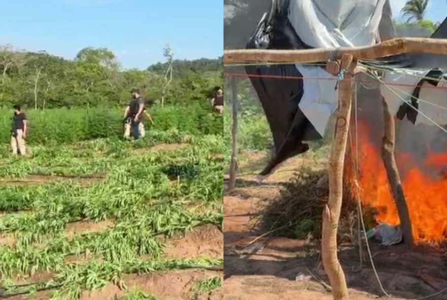 mega-plantacao-de-maconha-com-50-mil-pes-e-desmantelada-em-operacao-policial-no-maranhao3A-uma-tonelada-da-droga-apreendida