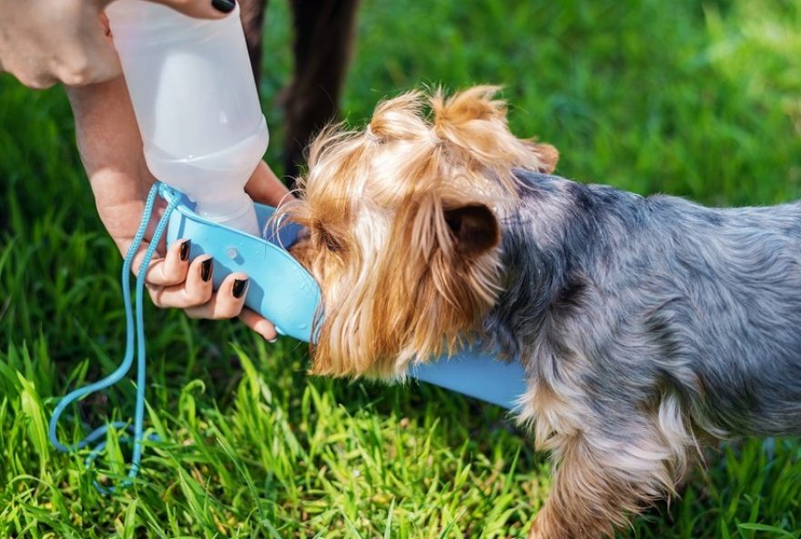 melhores-dicas-para-refrescar-seu-cachorro-nos-dias-quentes3A-hidratacao-e-cuidados-especiais-no-verao