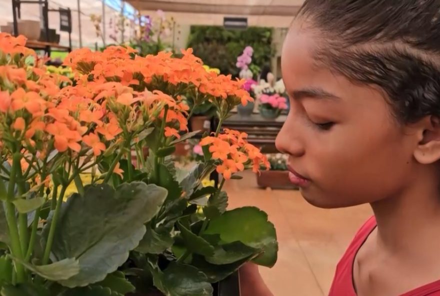 menina-de-11-anos-se-encanta-com-flores-da-primavera-em-uberlandia3A-eu-amo-o-cheiro-diario-do-estado menina-de-11-anos-se-encanta-com-flores-da-primavera-em-uberlandia3A-eu-amo-o-cheiro-diario-do-estado