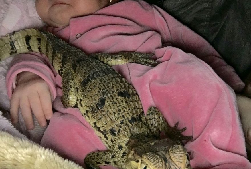 menina-de-jacarei-sp-vive-cercada-por-mais-de-100-animais-exoticos3A-amor-e-respeito-ao-lado-de-cobras2C-macacos-e-jacares