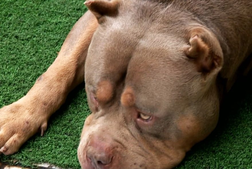 menino-de-2-anos-e-atacado-por-pitbull-da-familia-na-grande-bh3A-estado-de-saude-nao-divulgado menino-de-2-anos-e-atacado-por-pitbull-da-familia-na-grande-bh3A-estado-de-saude-nao-divulgado