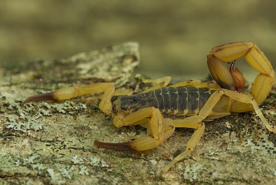 menino-de-7-anos-morre-apos-picada-de-escorpiao-em-urai2C-parana.-quarta-morte-por-escorpiao-na-regiao-norte-em-2025