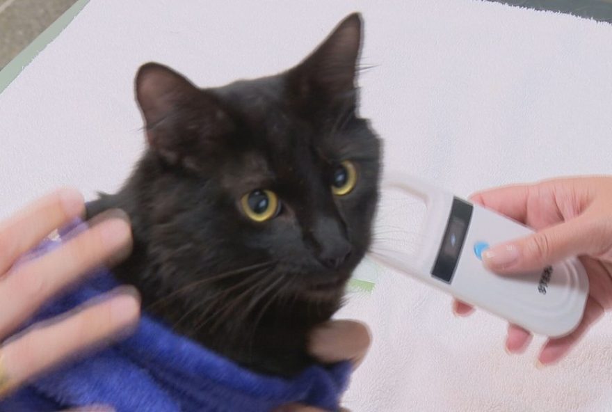 microchipagem-gratuita-de-caes-e-gatos3A-inscricoes-abertas-no-df