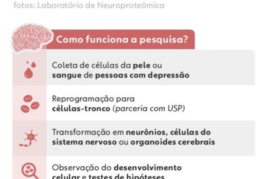minicerebros-e-neuronios-em-laboratorio-para-estudo-da-depressao