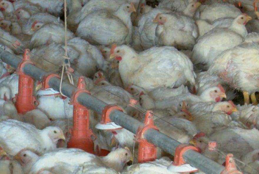 ministerio-da-agricultura-descarta-suspeita-de-gripe-aviaria-em-sc3A-importancia-da-vigilancia-constante-e-resposta-rapida