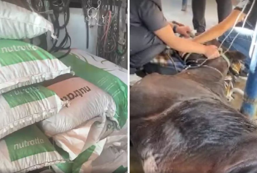 ministerio-da-agricultura-investiga-mortes-de-cavalos-por-racao-contaminada-7C-nutratta-nutricao-animal-interditada