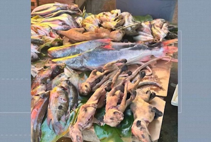 ministerio-publico-investiga-venda-ilegal-de-carne-de-gamba-em-cameta2C-para3A-crime-ambiental-e-risco-a-saude-publica
