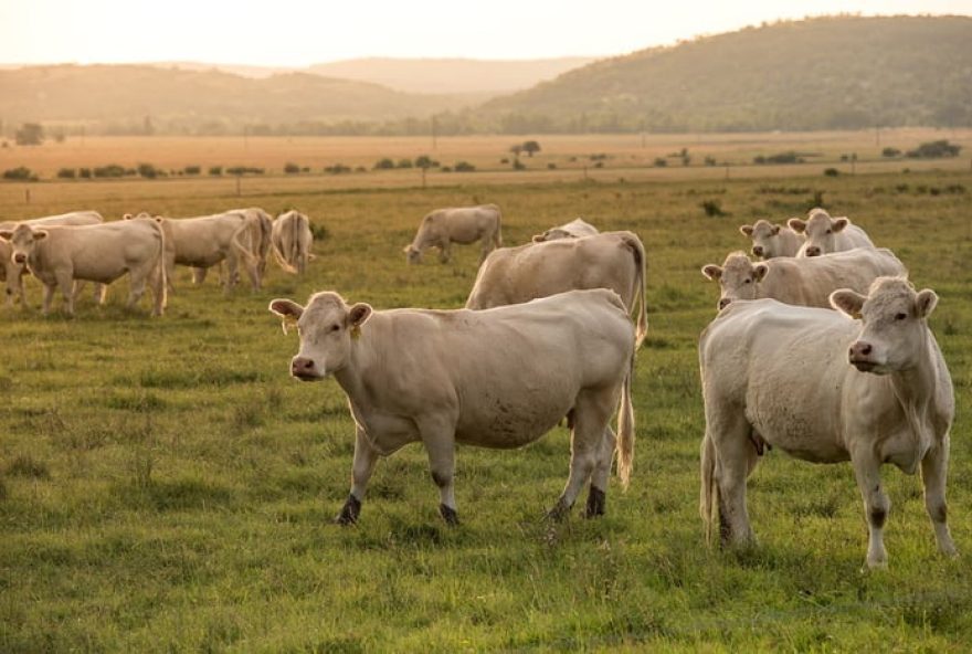 ministra-da-agricultura-da-franca-anuncia-medidas-de-apoio-aos-agricultores-para-enfrentar-desafios-do-setor-agricola