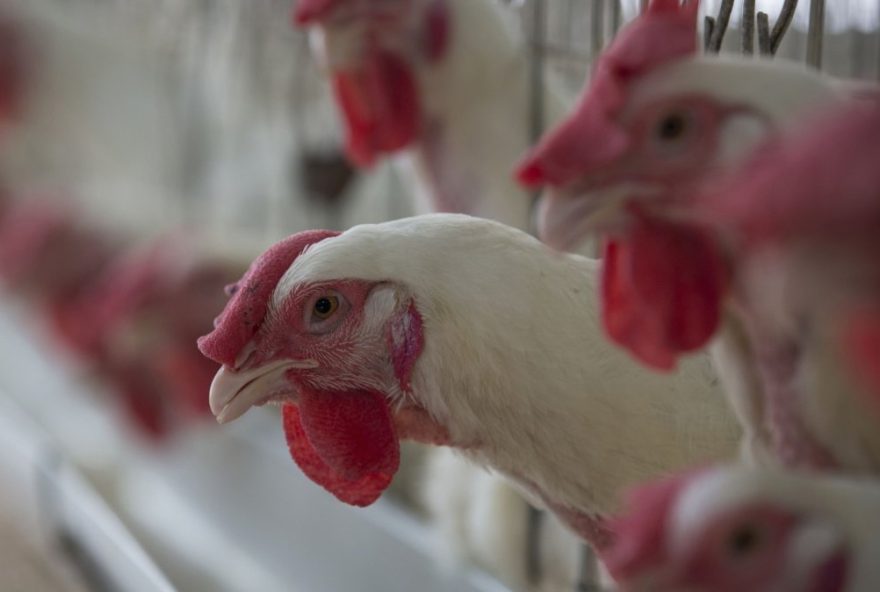 missao-brasileira-destaca-transparencia-do-brasil-apos-suspensao-de-exportacoes-de-carne-de-frango-para-a-ue