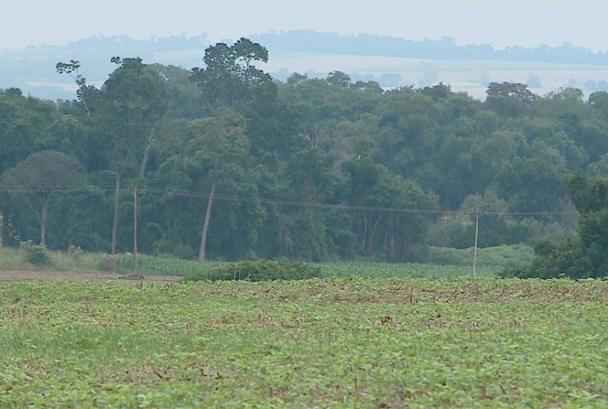 monitor-do-fogo3A-bioma-pampa-tem-menor-numero-de-queimadas-em-anos2C-aponta-relatorio-mapbiomas