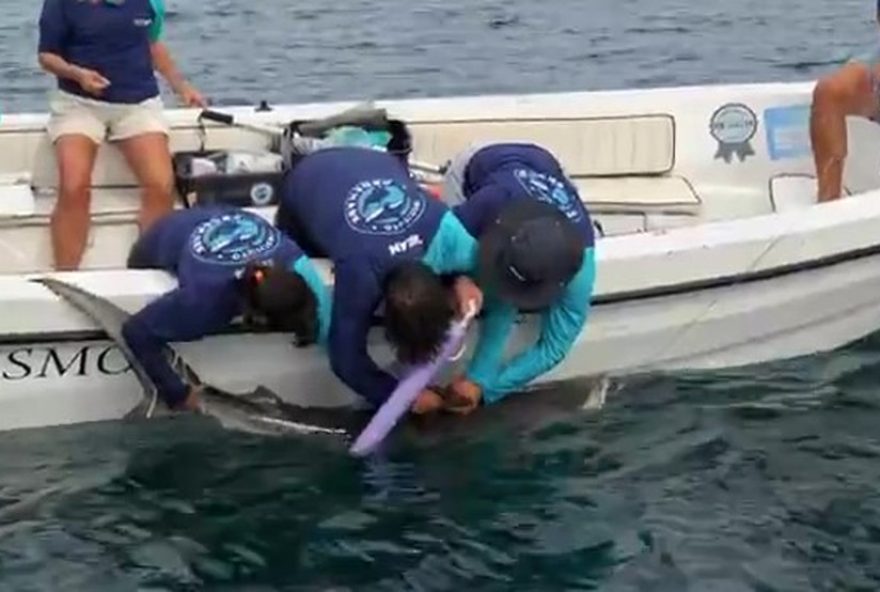 monitoramento-de-tubaroes-tigre-no-sudeste3A-o-que-sabemos-sobre-suas-movimentacoes-no-litoral-do-rio-de-janeiro monitoramento-de-tubaroes-tigre-no-sudeste3A-o-que-sabemos-sobre-suas-movimentacoes-no-litoral-do-rio-de-janeiro