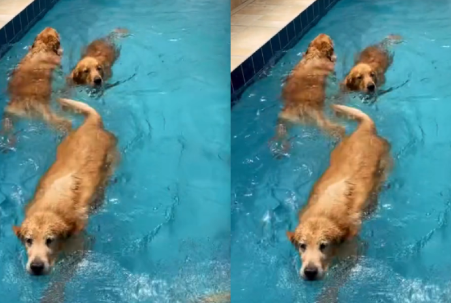 Em um dia ensolarado, alguns cachorros são flagrados correndo em direção à piscina do condomínio onde moram.
(Foto: Reprodução/ Redes sociais/ @dogday.club)