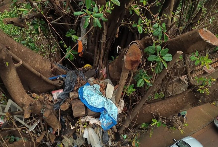 morador-de-rua-transforma-arvore-em-moradia-no-centro-de-ribeirao-preto