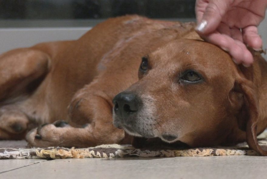 moradora-confessa-ataque-cruel-a-cao-comunitario3A-caso-choca-em-goiania moradora-confessa-ataque-cruel-a-cao-comunitario3A-caso-choca-em-goiania