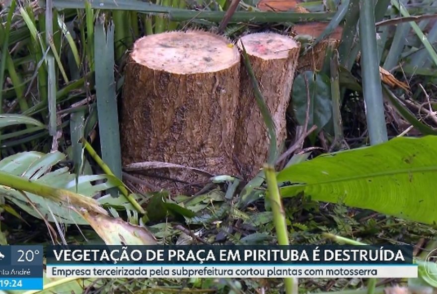 moradores-de-pirituba-indignados-com-destruicao-de-vegetacao-em-praca moradores-de-pirituba-indignados-com-destruicao-de-vegetacao-em-praca