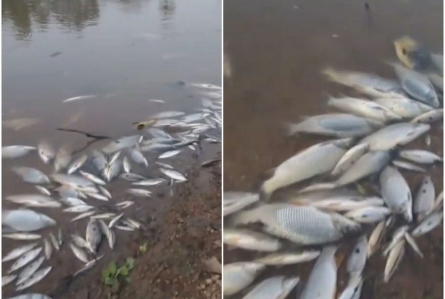 mortandade-de-peixes-no-rio-paraopeba3A-orgaos-investigam-suspeita-de-contaminacao