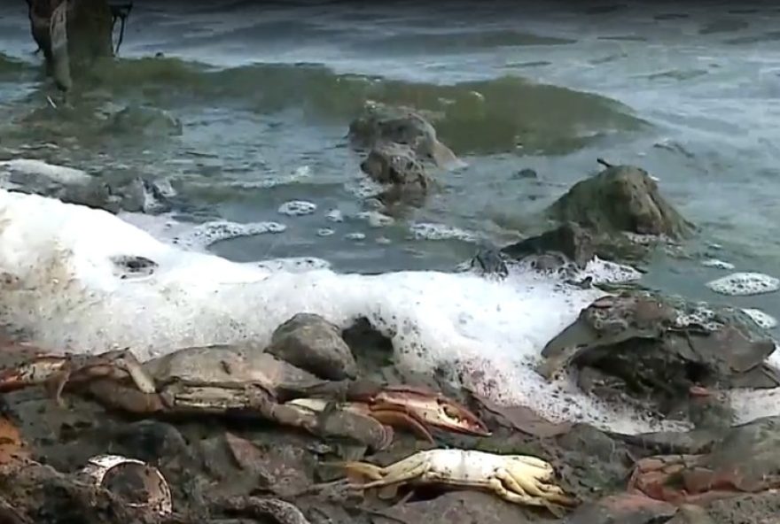 mortandade-de-siris-na-lagoa-da-jansen3A-sema-investiga-causas-e-impactos-no-ecossistema mortandade-de-siris-na-lagoa-da-jansen3A-sema-investiga-causas-e-impactos-no-ecossistema
