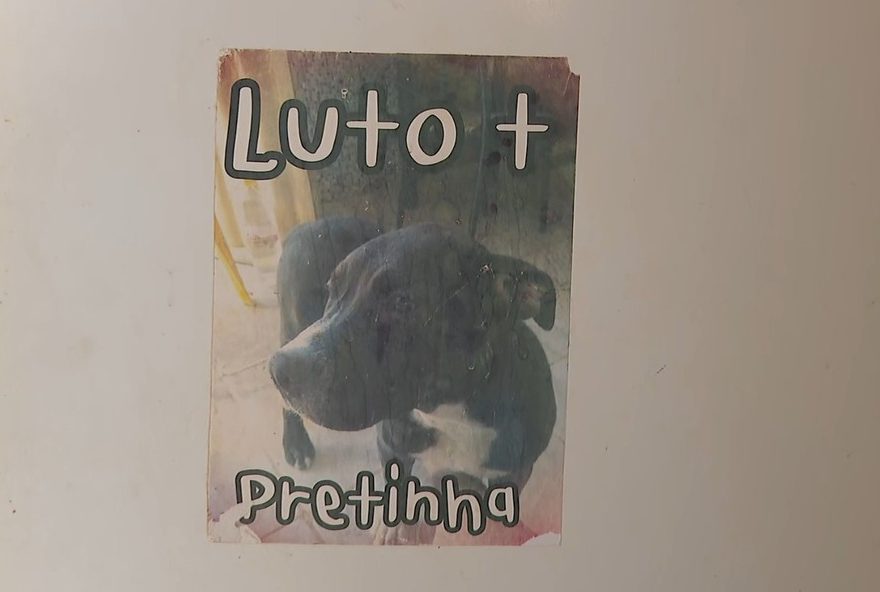 morte-de-cachorra-por-pm-em-guara3A-tutora-desabafa-e-diz-que-nenhum-dinheiro-no-mundo-vai-trazer-de-volta morte-de-cachorra-por-pm-em-guara3A-tutora-desabafa-e-diz-que-nenhum-dinheiro-no-mundo-vai-trazer-de-volta