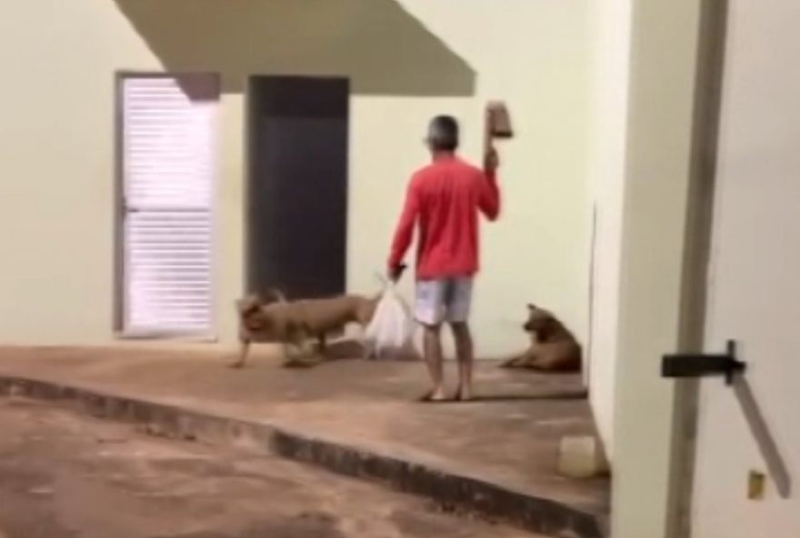 morte-de-cadela-por-caes-em-condominio-de-mg-gera-medo3A-policia-civil-investiga-o-caso morte-de-cadela-por-caes-em-condominio-de-mg-gera-medo3A-policia-civil-investiga-o-caso