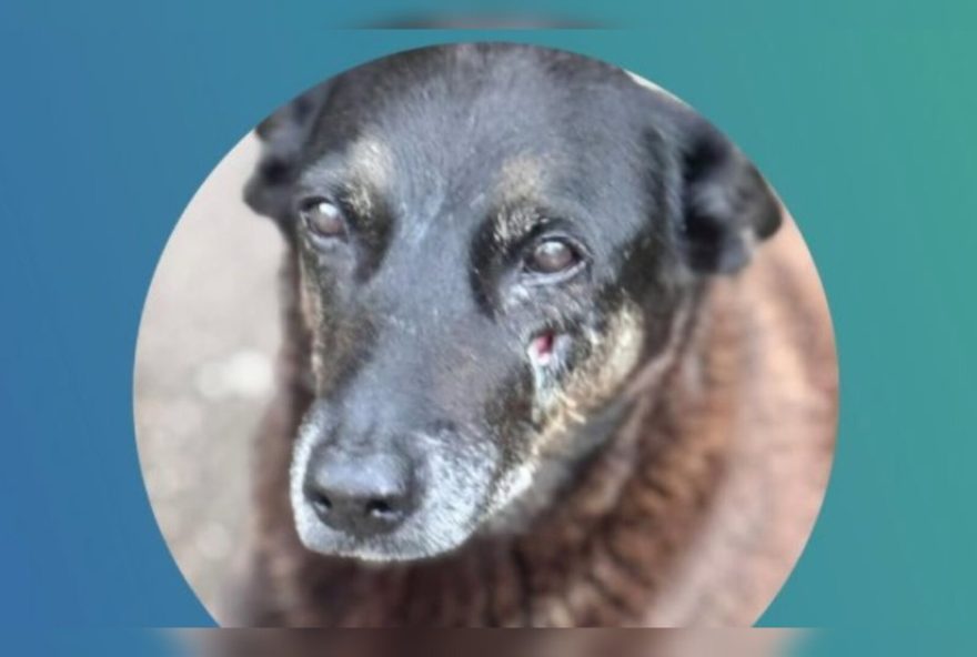 morte-de-cao-comunitario-gera-comocao-na-praia-brava-de-florianopolis3A-investigacao-por-maus-tratos-e-apelo-por-justica morte-de-cao-comunitario-gera-comocao-na-praia-brava-de-florianopolis3A-investigacao-por-maus-tratos-e-apelo-por-justica