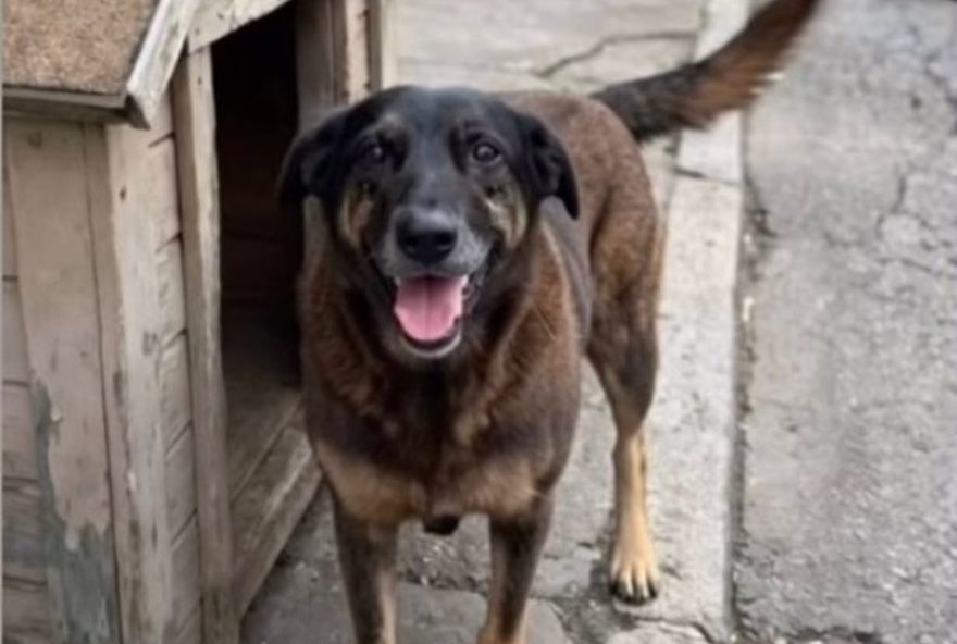 morte-de-orelha-em-sc3A-mobilizacao-por-justica-apos-agressoes-a-cao-comunitario morte-de-orelha-em-sc3A-mobilizacao-por-justica-apos-agressoes-a-cao-comunitario