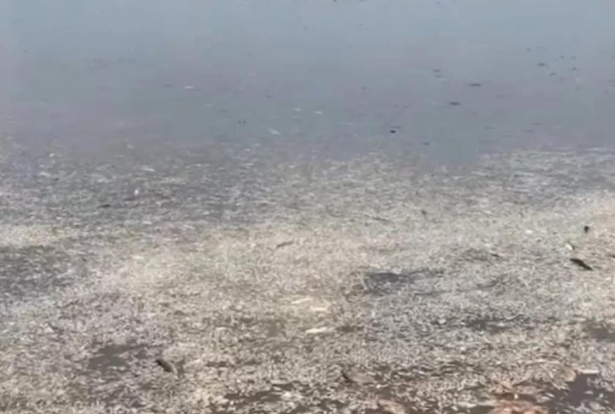 morte-misteriosa-de-peixes-em-lago-no-interior-do-ma-levanta-suspeitas