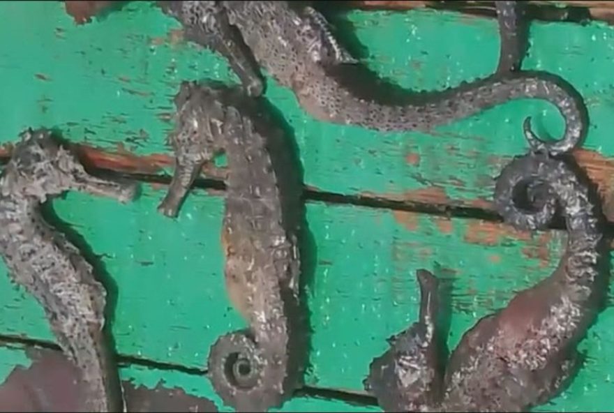 mortes-de-cavalos-marinhos-em-pe-levantam-preocupacoes3A-obra-de-dragagem-e-responsavel3F-investigacao-do-mpf-em-andamento mortes-de-cavalos-marinhos-em-pe-levantam-preocupacoes3A-obra-de-dragagem-e-responsavel3F-investigacao-do-mpf-em-andamento