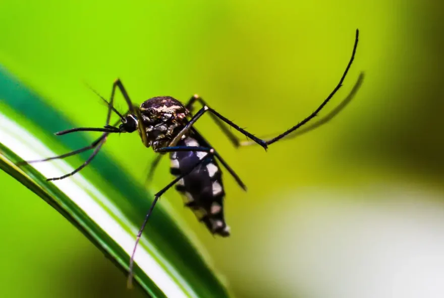 Brasil atinge 1,6 mil mortes confirmadas por dengue