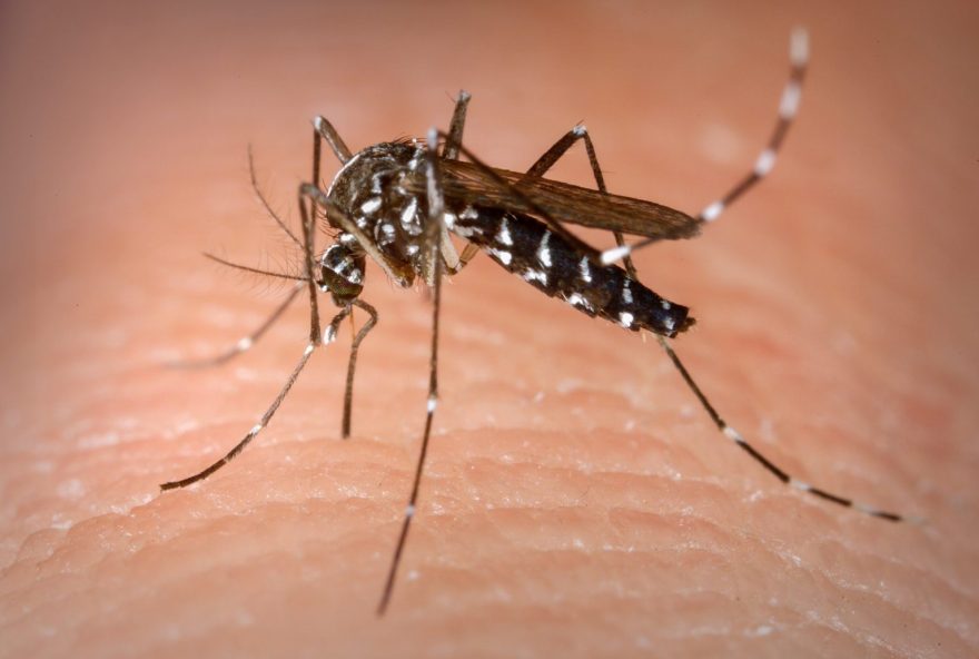 Febre, dor de cabeça forte, dor atrás dos olhos, vômito, manchas vermelhas na pele com teste negativo para dengue.(Foto: SES)