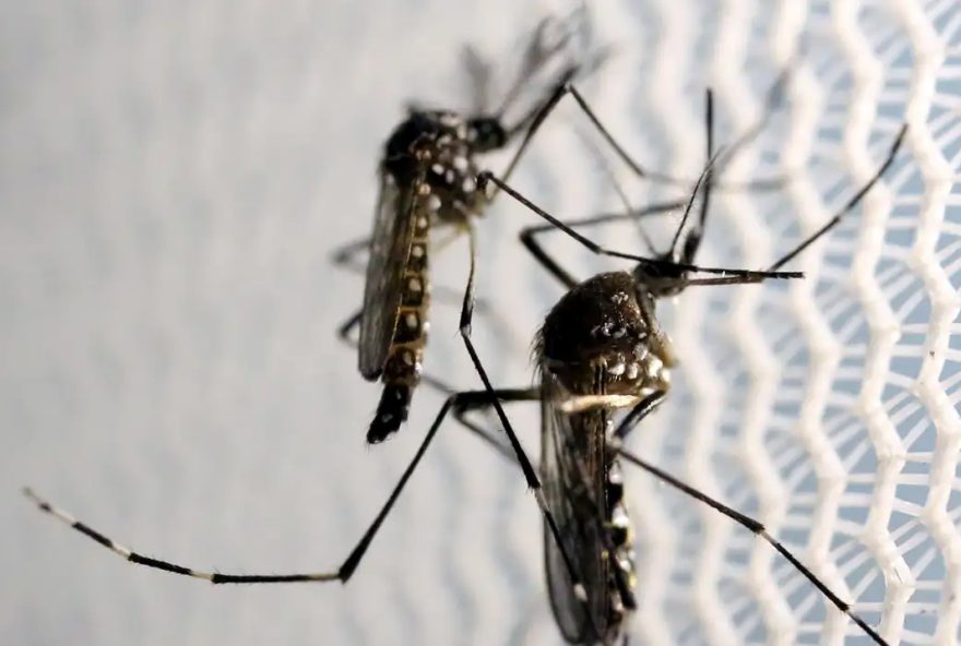 Segundo a Fiocruz, a dengue tem quatro sorotipos, e a infecção por um deles cria imunidade para este, mas a pessoa pode contrair a doença se tiver contato com um sorotipo diferente (Foto: Agência Brasil)