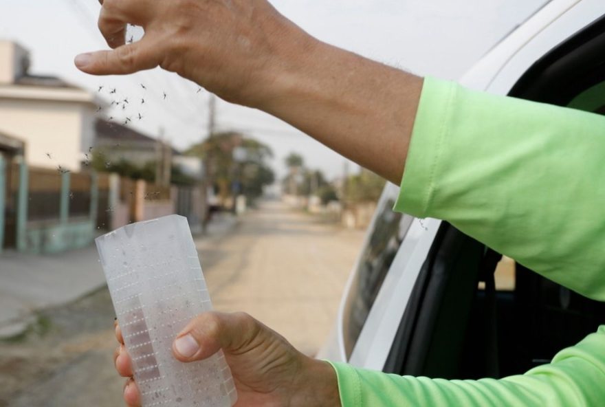 mosquitos-antidengue-liberados-no-df-esta-terca3B-regioes-atingidas-e-como-funcionam